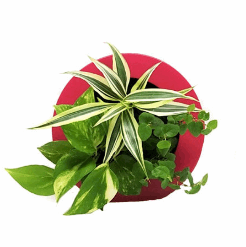 ドラセナ モデル GREEN FRAME17C4