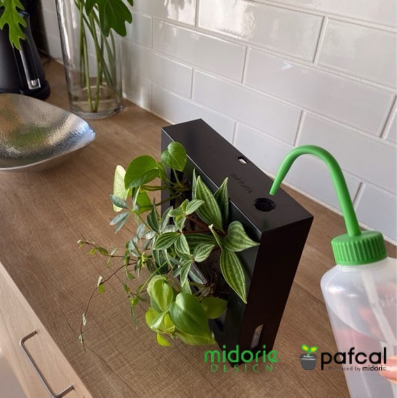 観葉植物 お手入れ