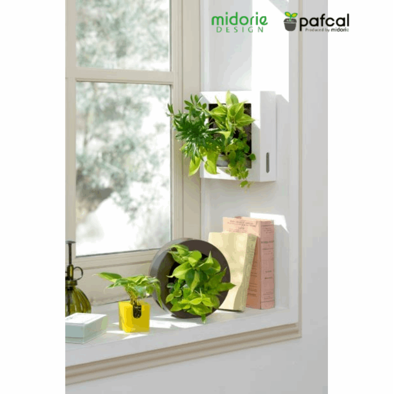 ドラセナ モデル GREEN FRAME17C4