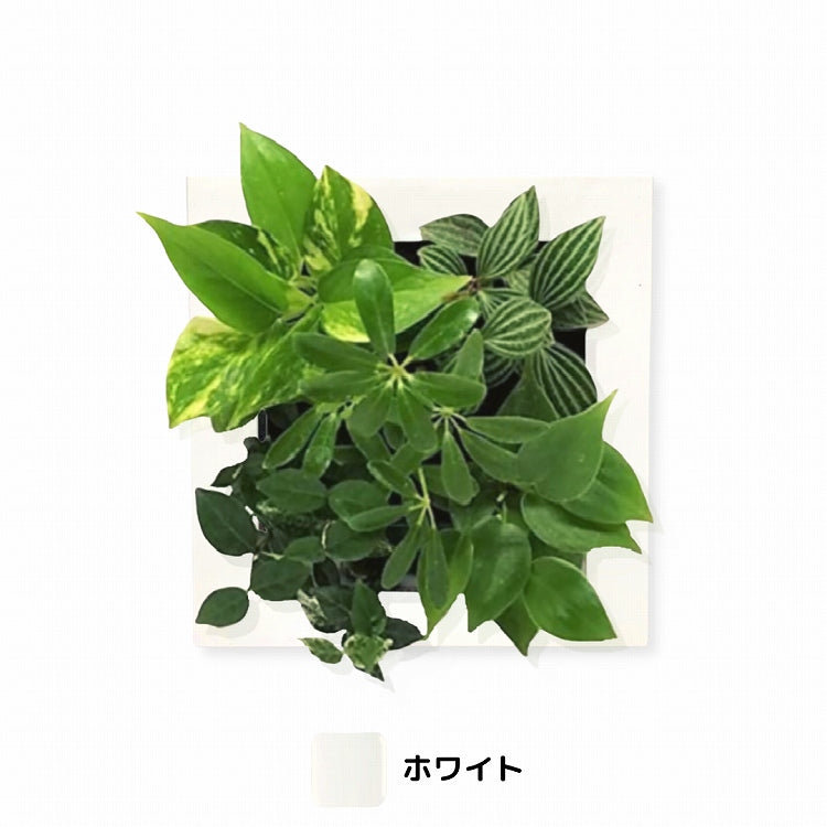 FRAME カラーホワイト