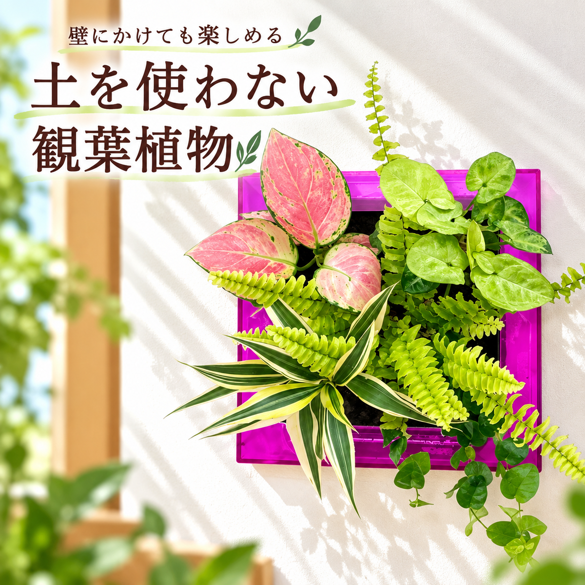 FRAME カラーパープル(半透明)