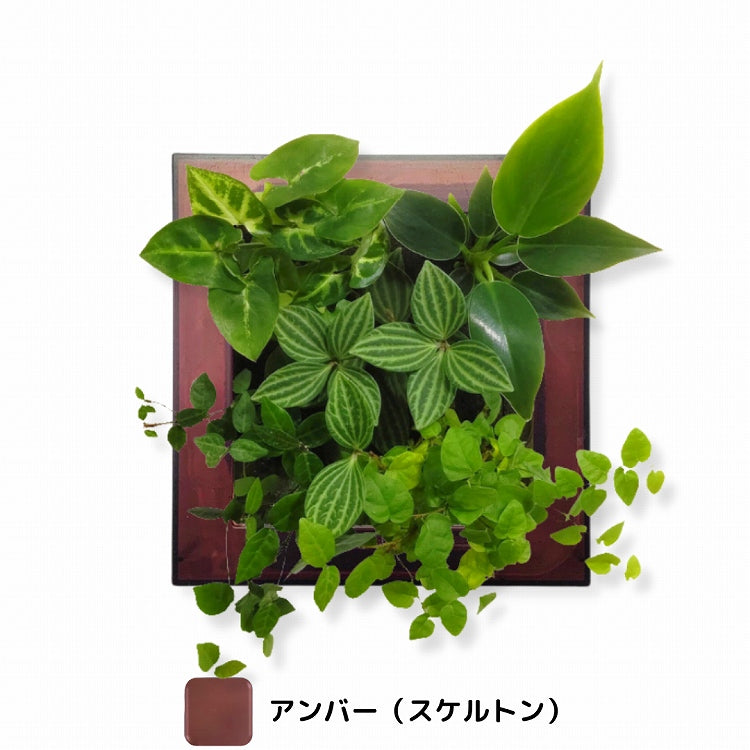 FRAME カラーアンバー(半透明)