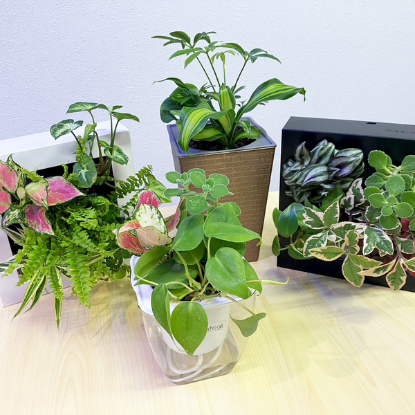 FRAME（19㎝正方形）-土に代わるパフカルで育てる観葉植物ミドリエ-