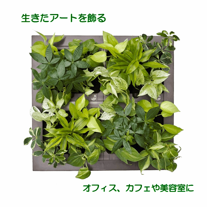 GREET（42cm正方形）-土に代わるパフカルで育てる観葉植物-