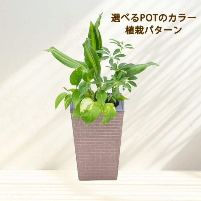 観葉植物　室内