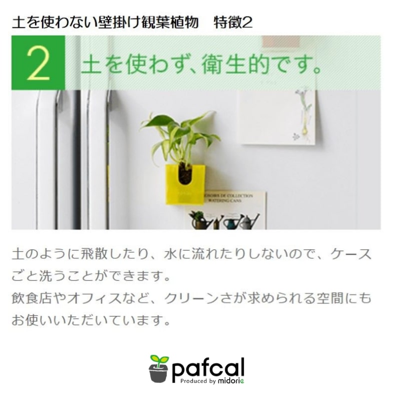壁掛け　観葉植物