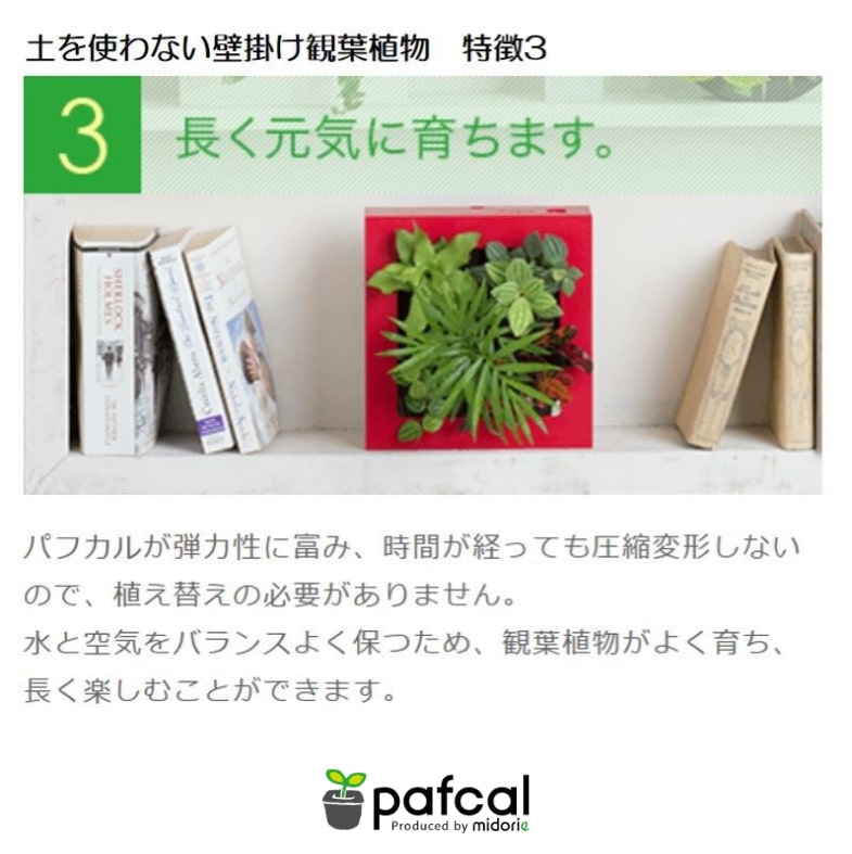 壁掛け　観葉植物
