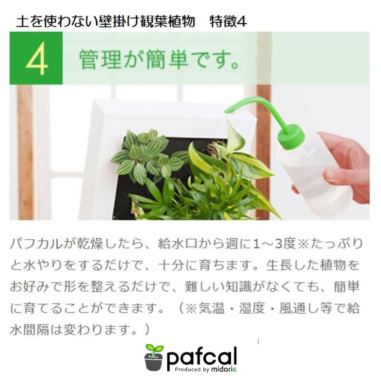 観葉植物　壁掛け