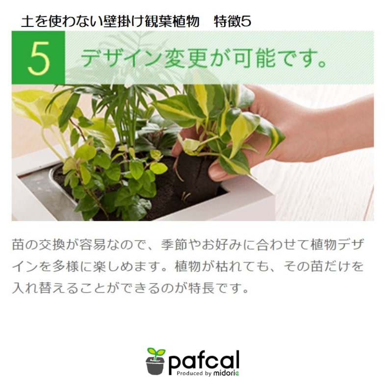 観葉植物　壁掛け