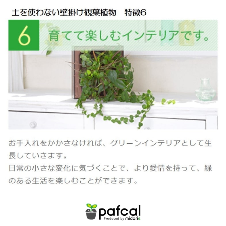 壁掛け　観葉植物