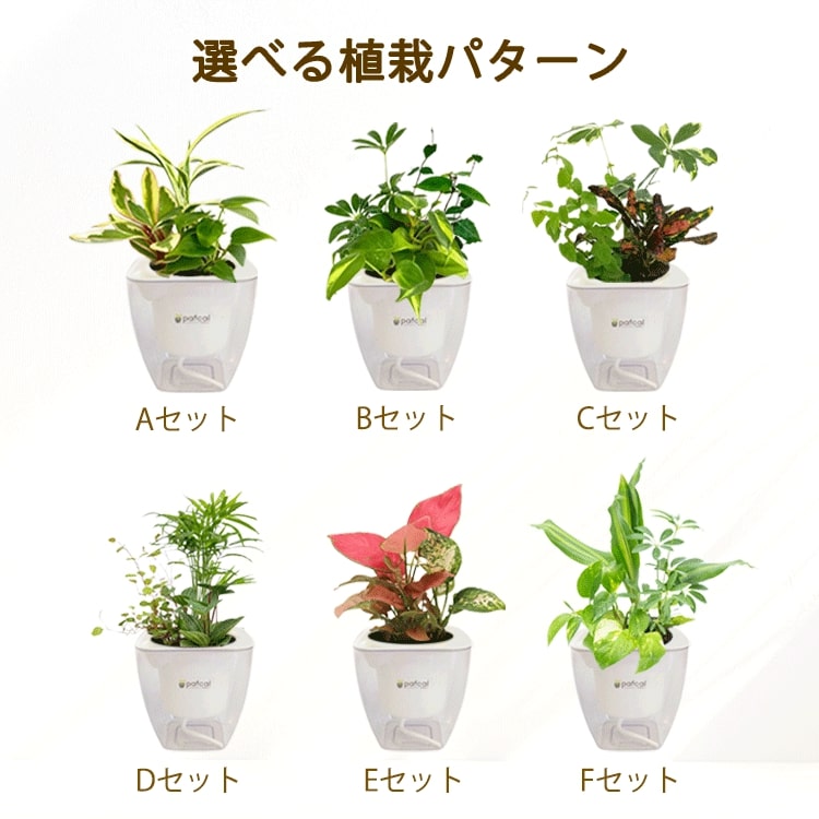 観葉植物　室内