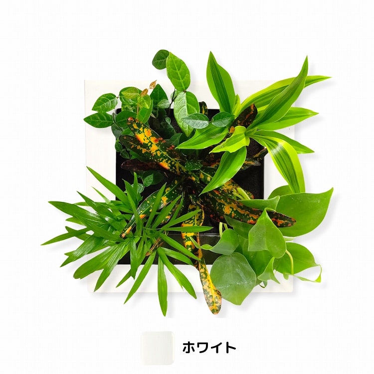 観葉植物　白