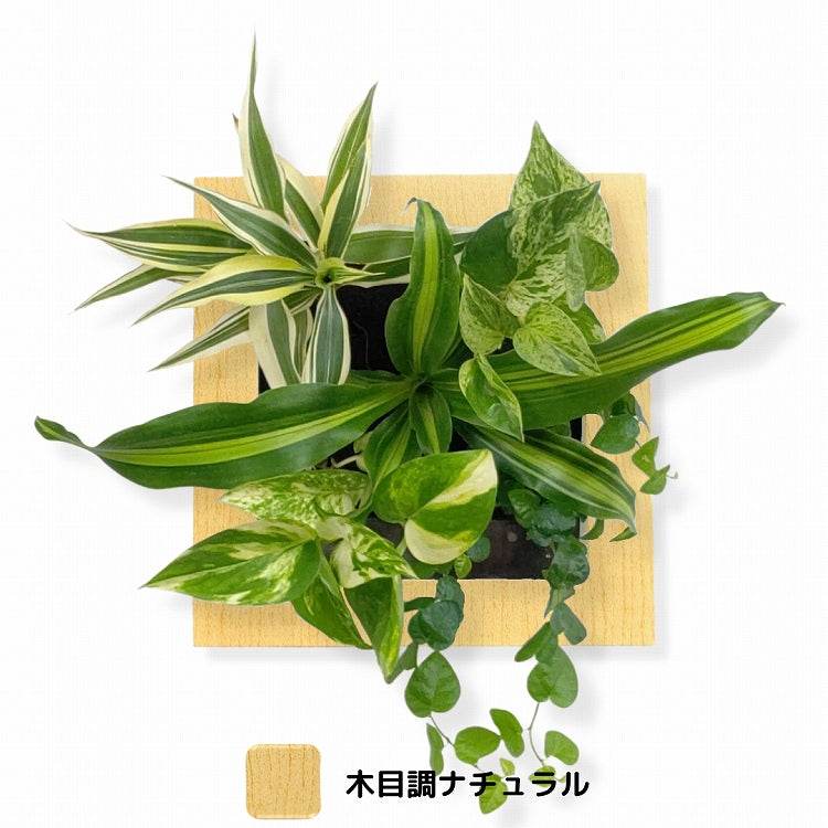 FRAME カラー木目調ナチュラル