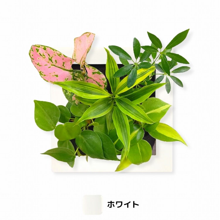 観葉植物　ホワイト