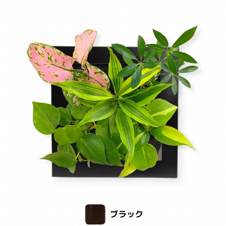 観葉植物　ブラック