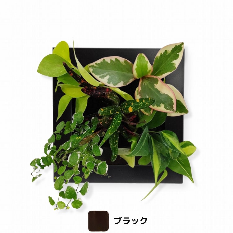 観葉植物　ブラック