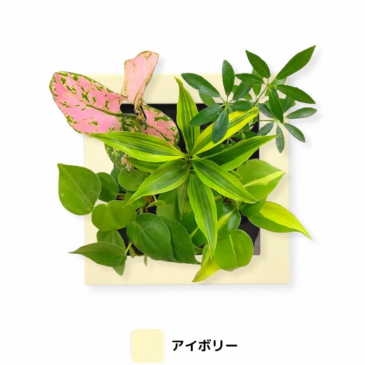 観葉植物　アイボリー