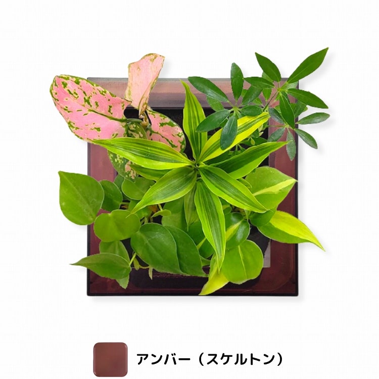 観葉植物　アンバー