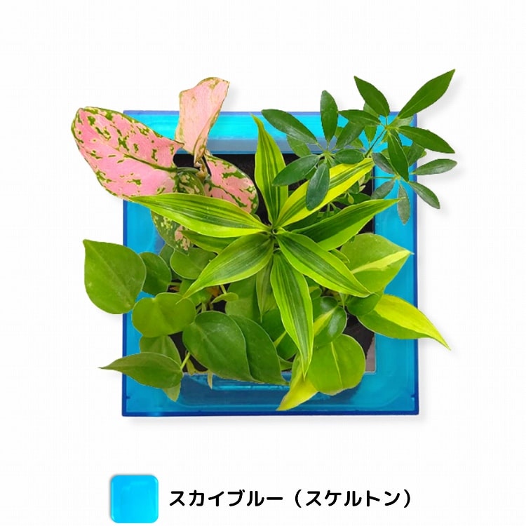 観葉植物　ブルー