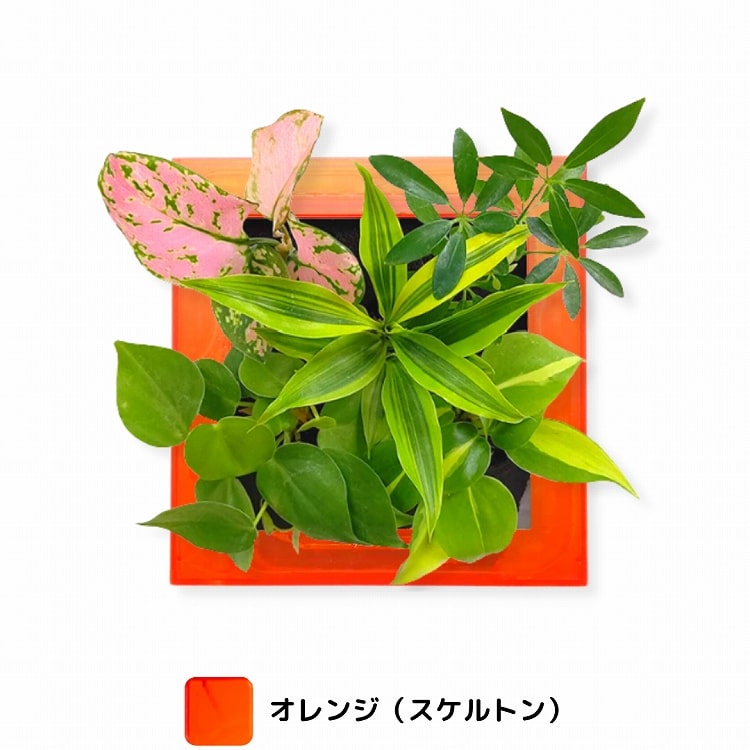 観葉植物　オレンジ