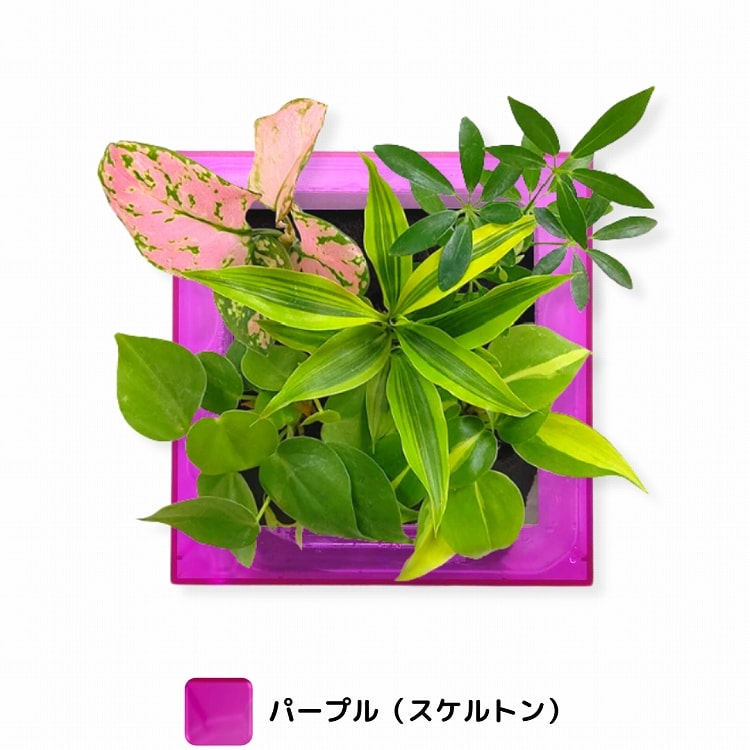 観葉植物　パープル