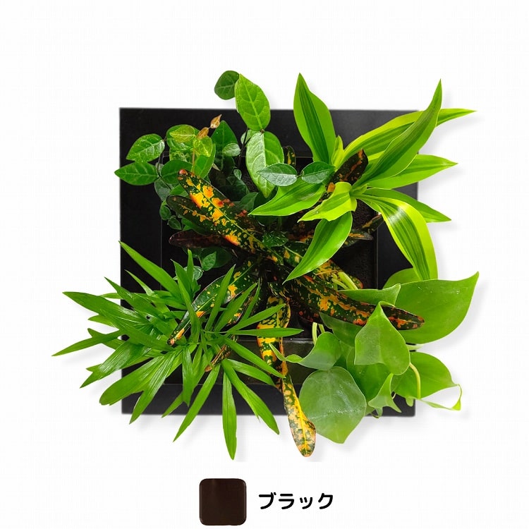 観葉植物　黒