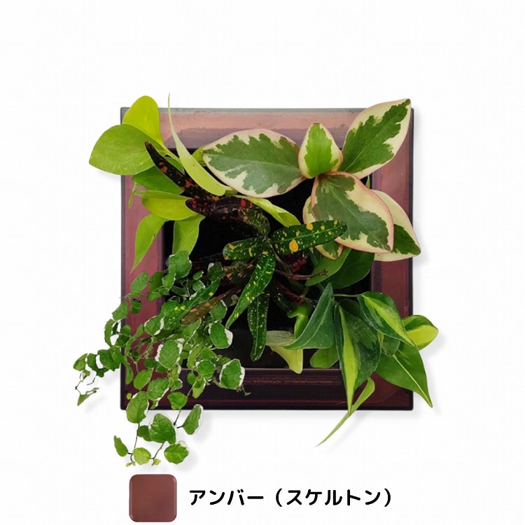 観葉植物　アンバー