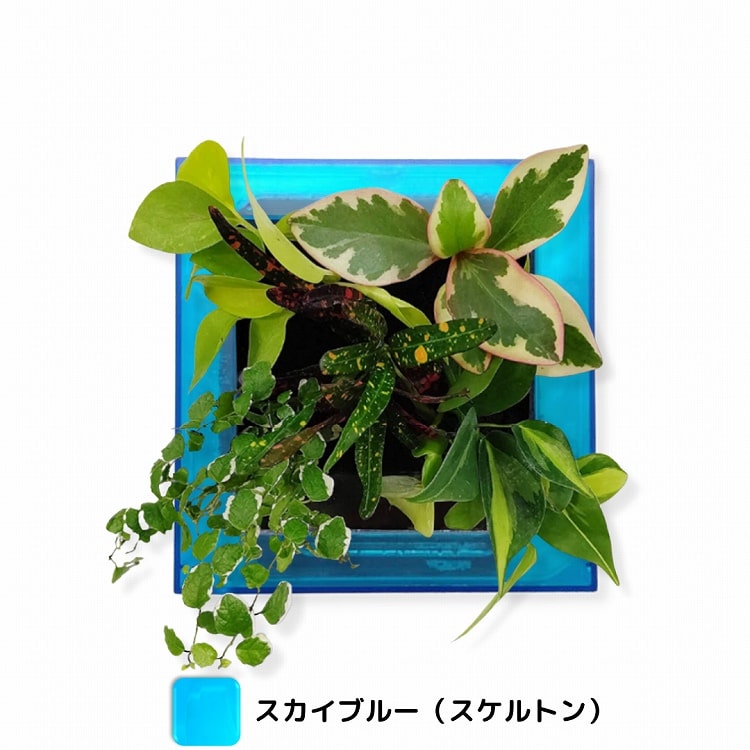 観葉植物　ブルー