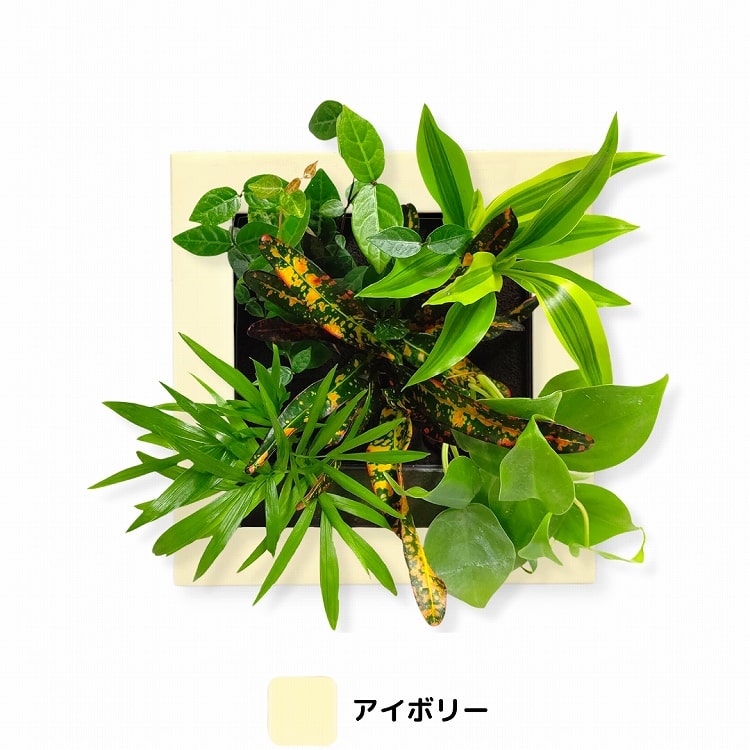 観葉植物　アイボリー