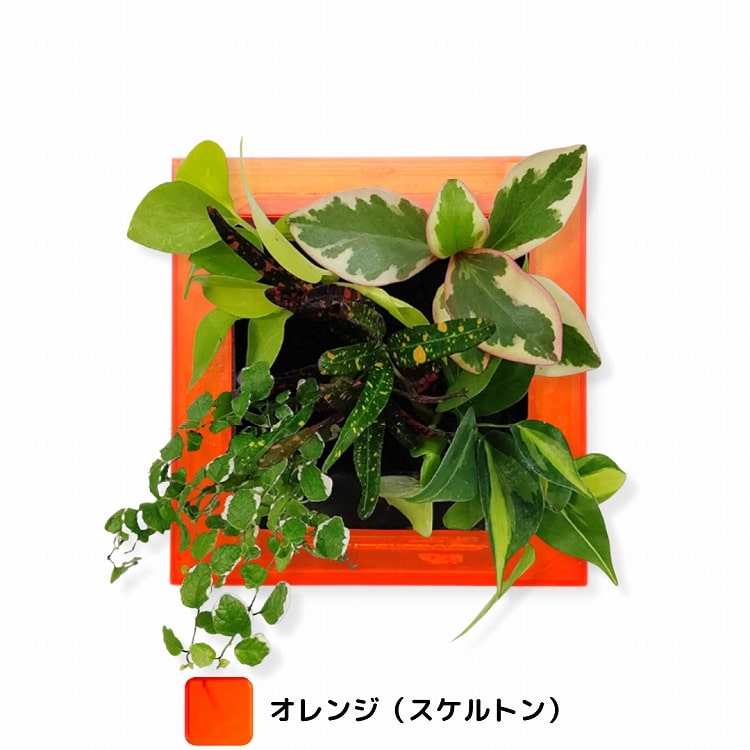 観葉植物　オレンジ