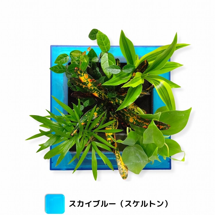 観葉植物　ブルー