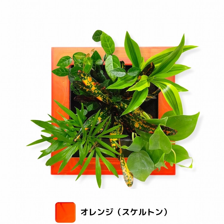観葉植物　オレンジ