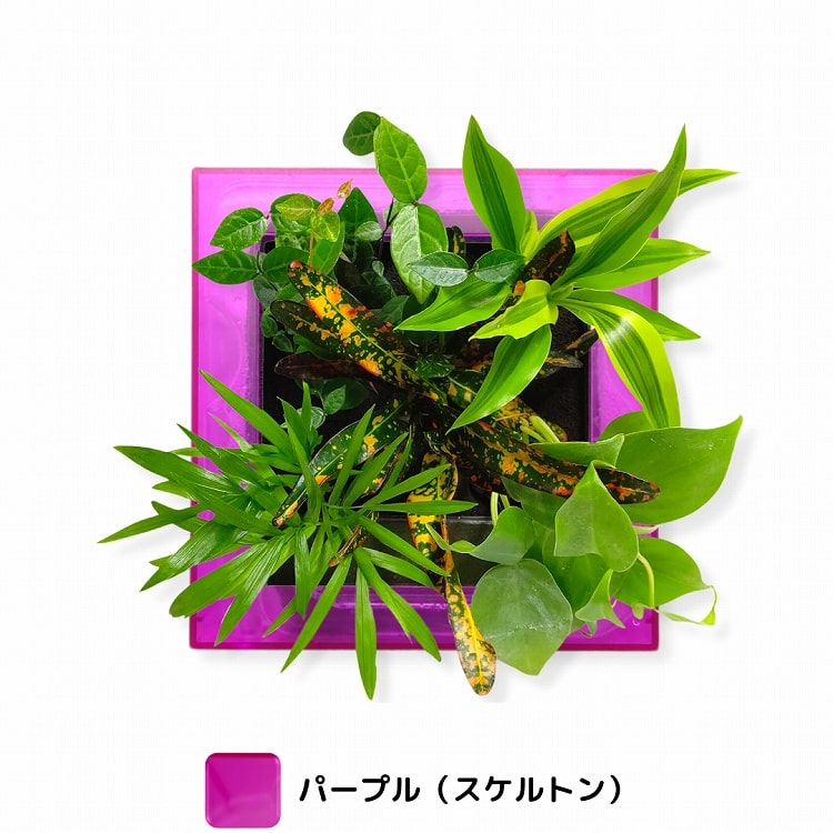 観葉植物　パープル
