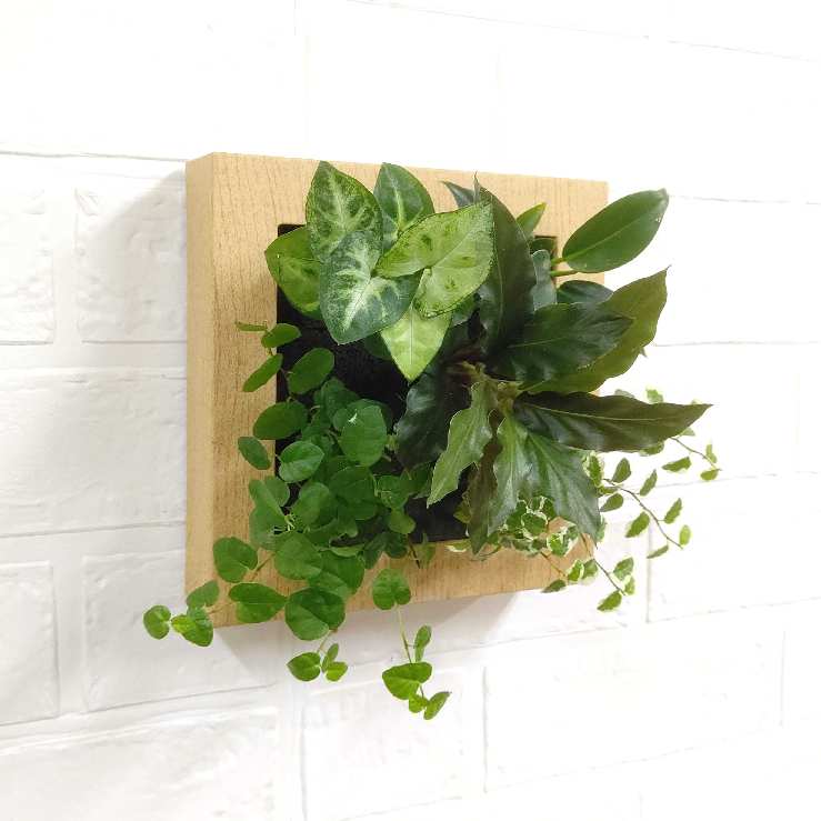 土を使わずお手入れ簡単・インテリアとして壁掛けもできる観葉植物