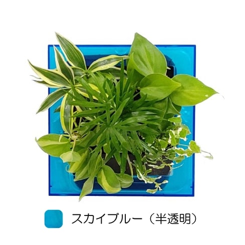 観葉植物　ブルー