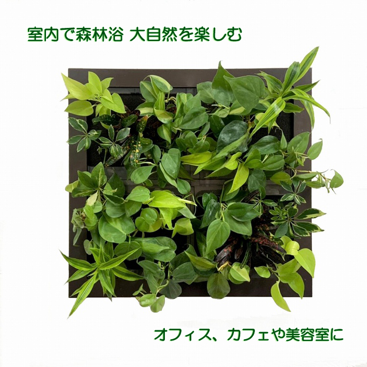 GREET　カラーブラウン　オフィスやクリニックに手軽に緑を