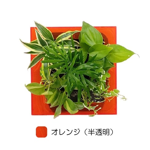 観葉植物　オレンジ