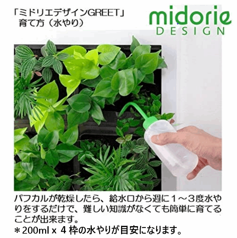 本物の観葉植物 特大サイズ グリート GREET21W1 （ブラウン）