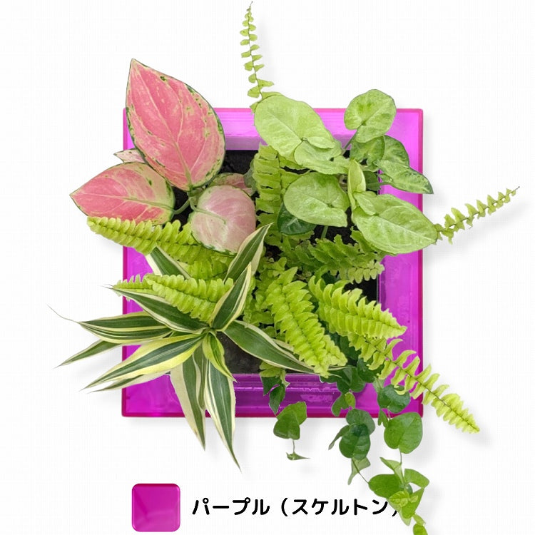 FRAME カラーパープル（半透明）