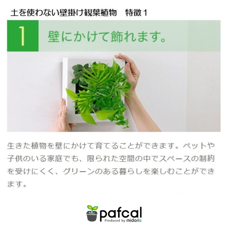 観葉植物　壁掛け