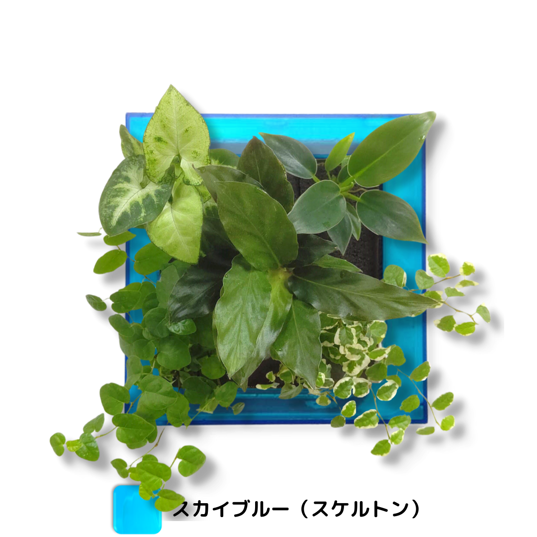 FRAME カラースカイブルー（半透明）