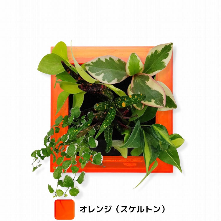 FRAME カラーオレンジ（半透明）