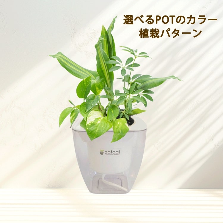 ミドリエ 底面給水 ポット ＜POT-D 選べる 寄せ植え(苗×3, パフカルソイル)＞ 観葉植物 おしゃれ パフカル苗 土に代わる土壌