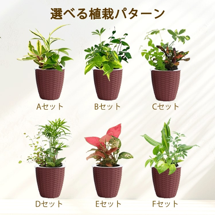 観葉植物　室内