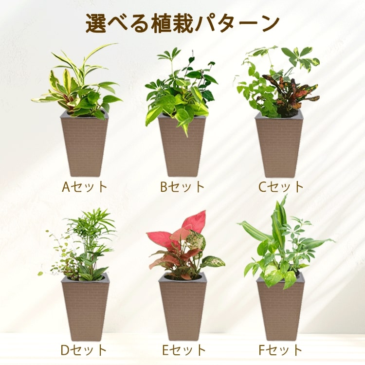 観葉植物　バリエーション